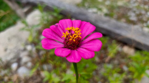 写真 庭できれいなピンクの花