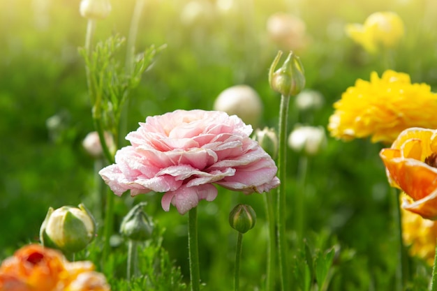 Pink flower of Ranunculus in the rays of the setting sun