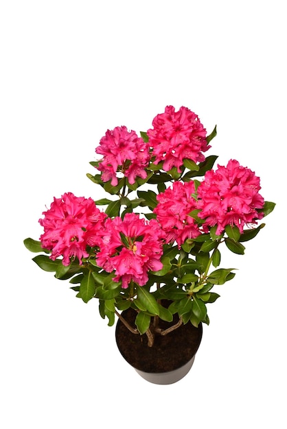 Pink flower of rhododendron bush in a pot isolated on white background. Flat lay, top view. Object, studio, floral pattern