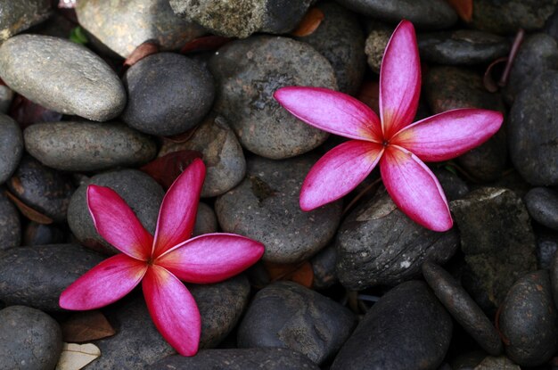 Pink flower on the rock background