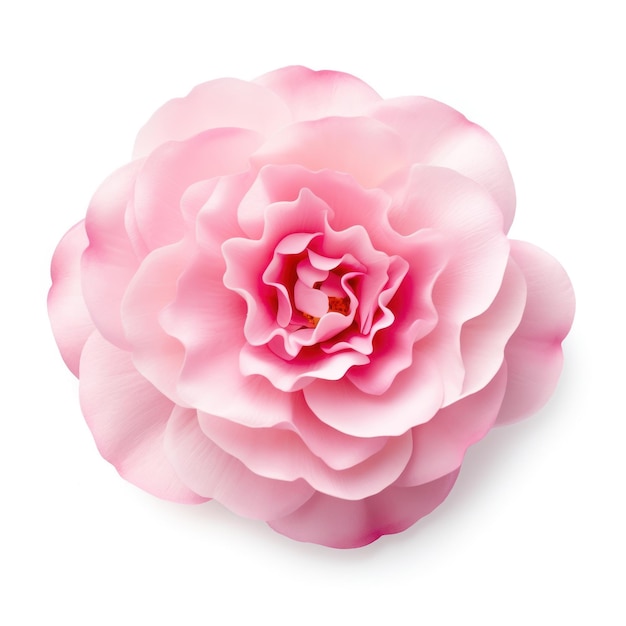 Pink Flower Seen from Above on White Background AI Generated