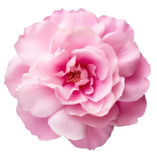 Pink Flower Seen from Above on White Background AI Generated