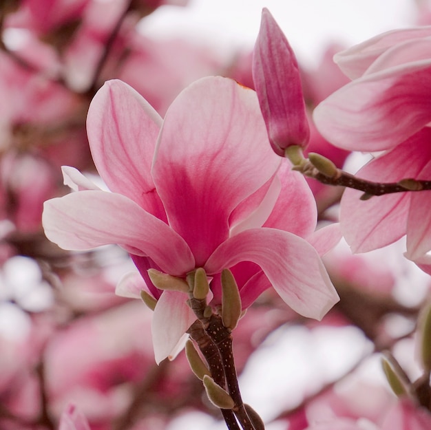 春のピンクの花