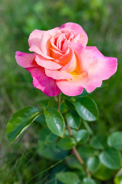 Pink flower in summer garden