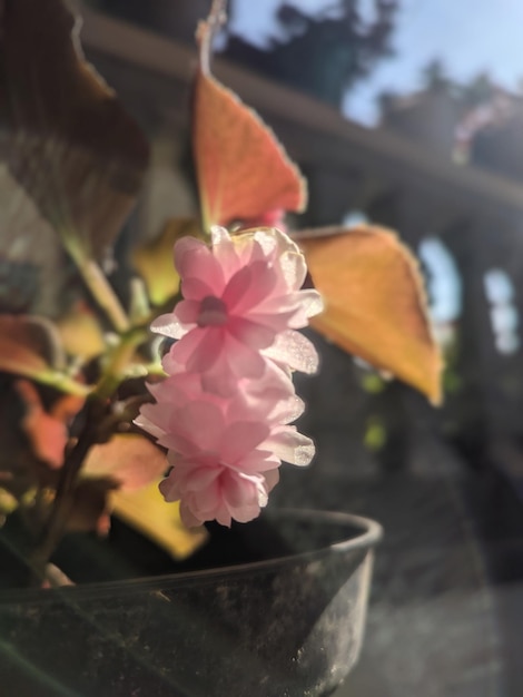 A pink flower in the sun