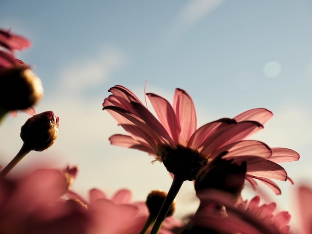 夕暮れ時のピンクの花