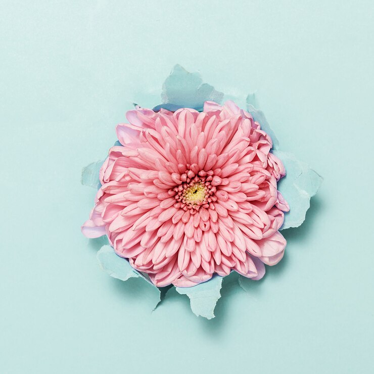 Photo a pink flower through torn blue paper. top view.