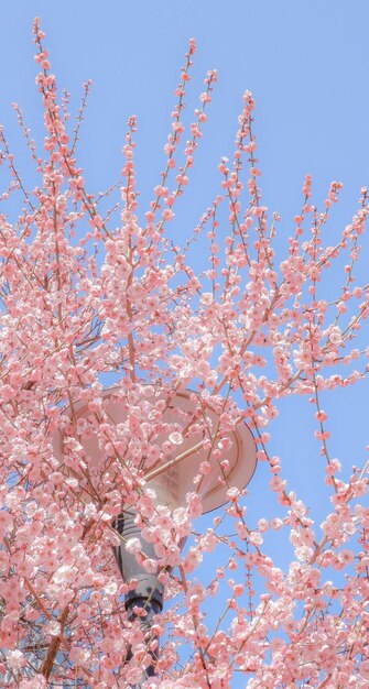 A pink flower tree in bloom