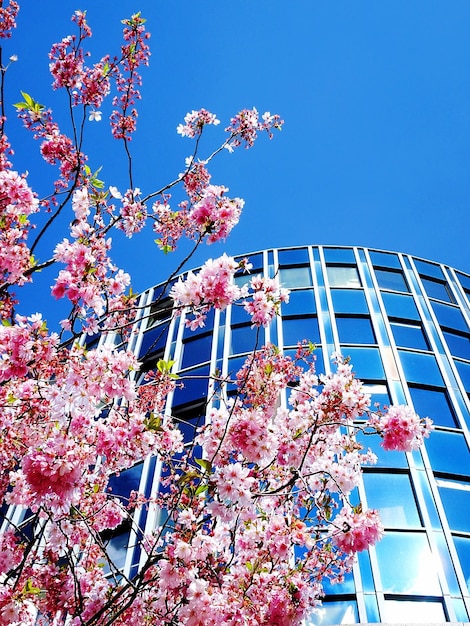 Foto fiore rosa sull'albero vicino all'edificio di vetro contro il cielo