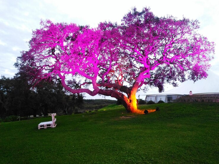 Photo pink flower tree in park