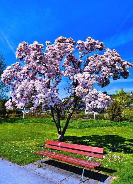 Pink flower tree in park