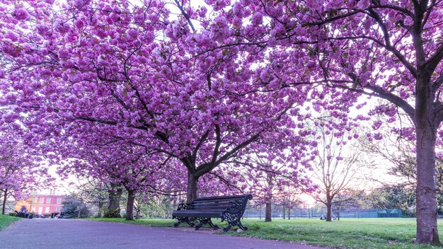 Pink flower tree in park