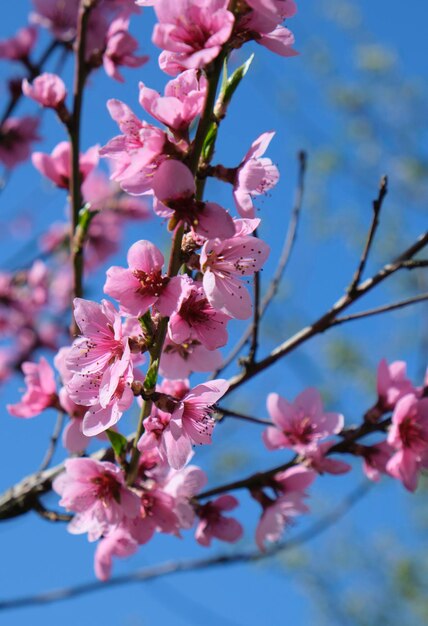 Foto un fiore rosa su un albero con il cielo sullo sfondo