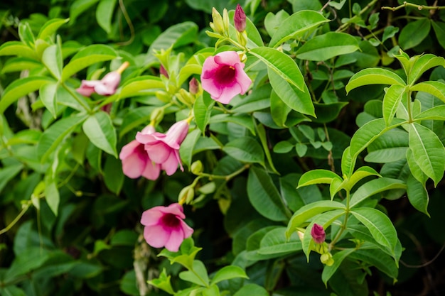 Photo pink flower on tree