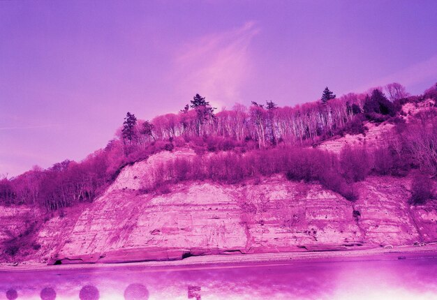 Pink flower trees on land against sky