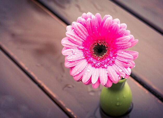 Photo a pink flower in a vase with water drops on it.