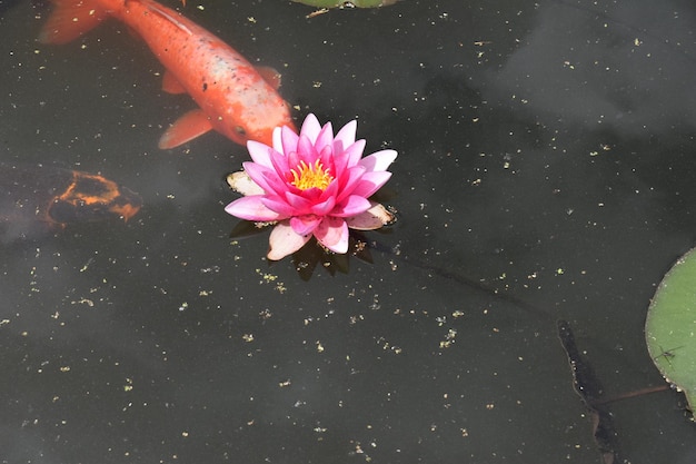 Pink flower in water lilly with lake fish