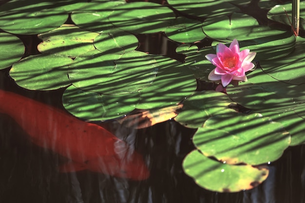 日本の池の葉の間のピンクの花スイレン