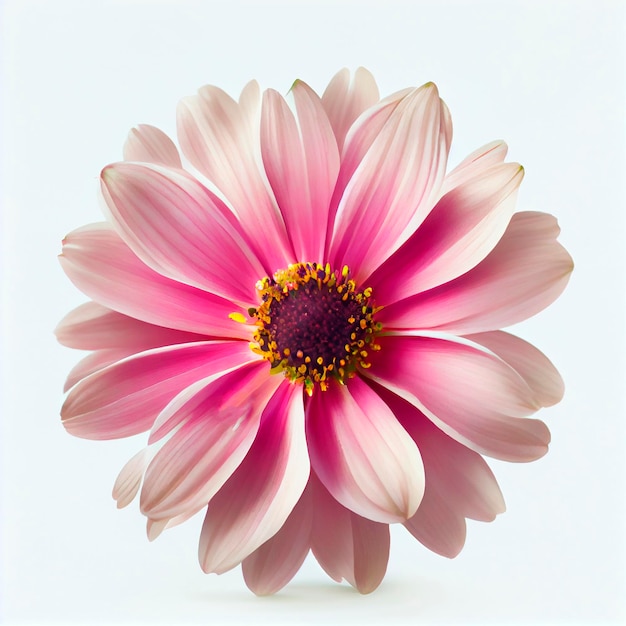 Pink flower, White background