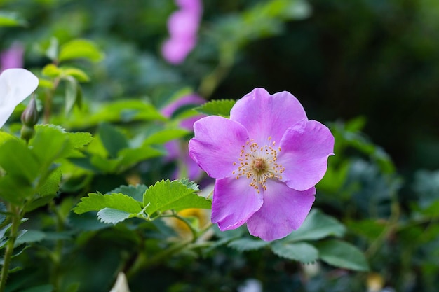 写真 ブッシュの春のクローズ アップにピンクの花ワイルド ローズの花