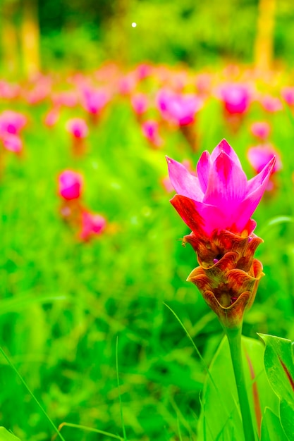 ピンクの花が咲くワイルド シャム チューリップ