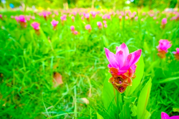 ピンクの花が咲くワイルド シャム チューリップ