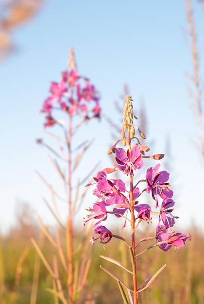 Pink flower of willowherb blossoming in a sunset time