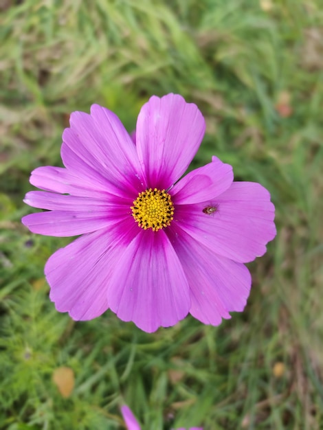 Pink flower with a beetle