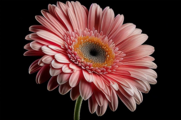 A pink flower with a black background and the word gerbera on it