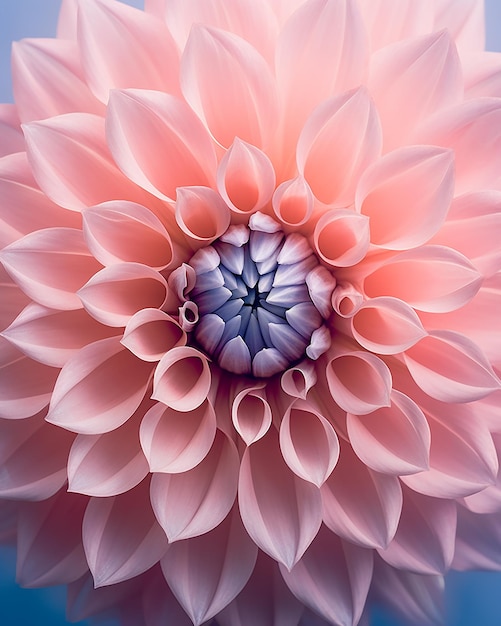 A pink flower with a blue background.