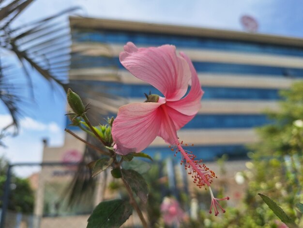 a pink flower with a blue background