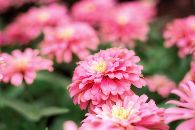 Pink flower with colorful.