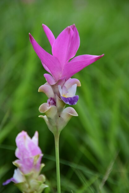 Pink flower with green background