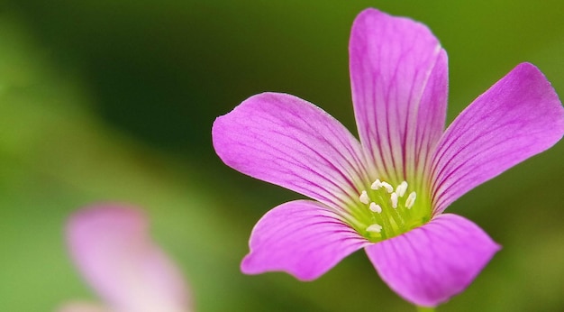 Pink flower with green background