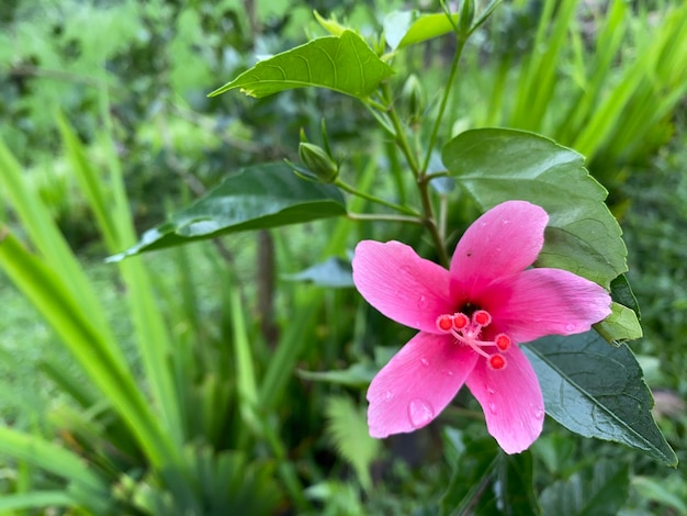 A pink flower with a green leaf in the background