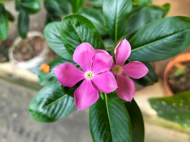 A pink flower with a green leaf in the center