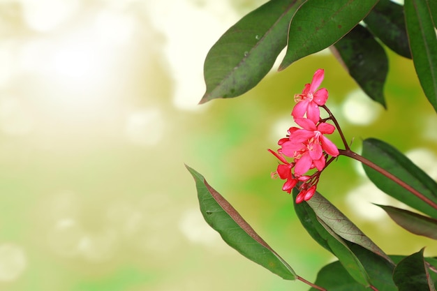 緑の葉と背景のボケ味を持つピンクの花 ストック フォト