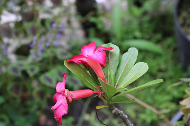 緑の葉と背景の緑の植物とピンクの花。