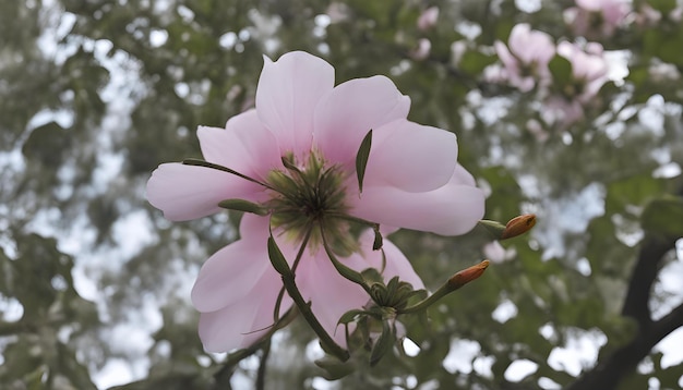 Photo a pink flower with green leaves and a green stem