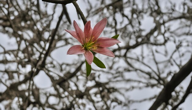 Photo a pink flower with green leaves and a green stem