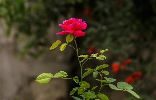 Photo a pink flower with the green leaves on it