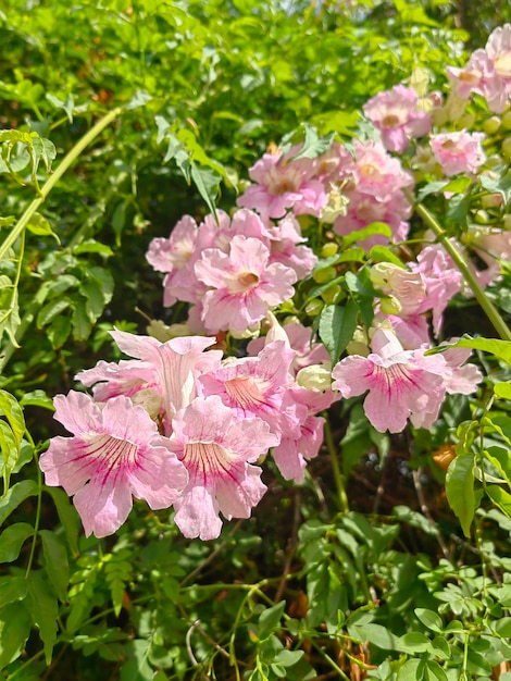 Photo pink flower with green leaves wallpaper background