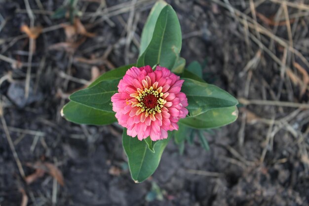 A pink flower with green leaves