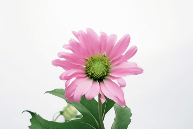 A pink flower with green leaves