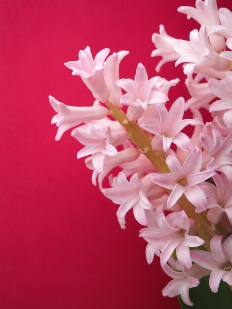 녹색 줄기와 흰색 꽃이 있는 분홍색 꽃.