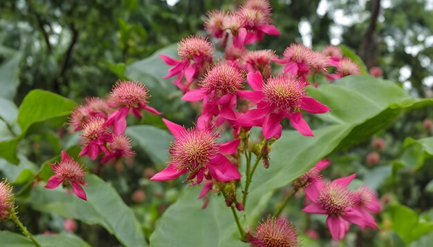 a pink flower with the name  rhododendron  on it