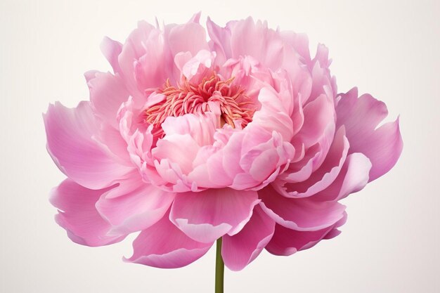 a pink flower with the name rhododendron on it