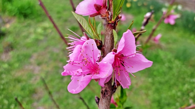 a pink flower with the number 3 on it