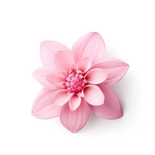 A pink flower with a pink center and the pink petals on the bottom