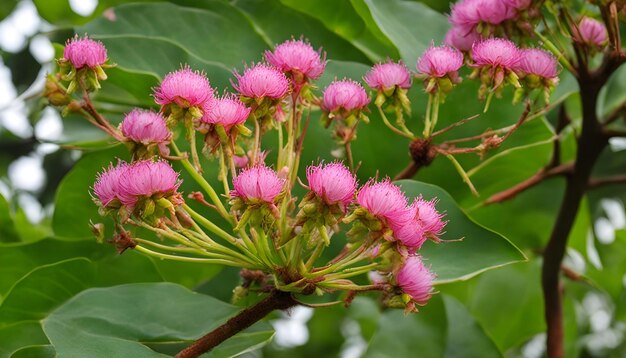 Photo a pink flower with the pink flowers on it